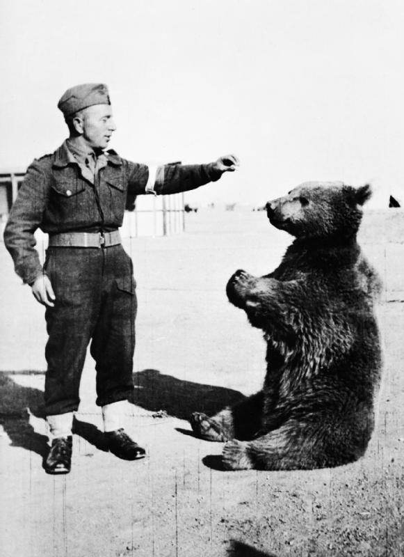 Wojtek being trained by a soldier